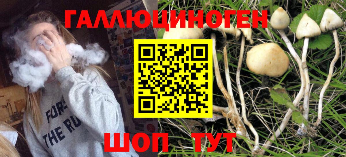 Псилоцибиновые грибы Psilocybe Клин